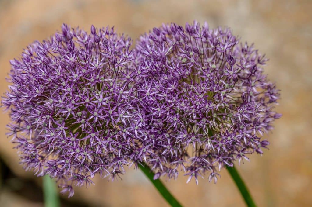 purple flowers closeup